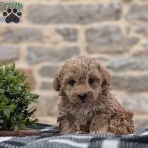 Asher, Cavapoo Puppy
